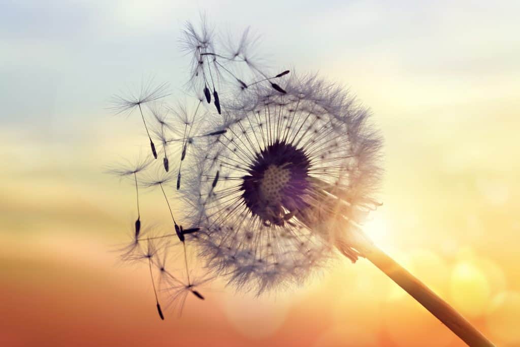 Keep It Real Episode 21: Natural Remedies To Help Allergies