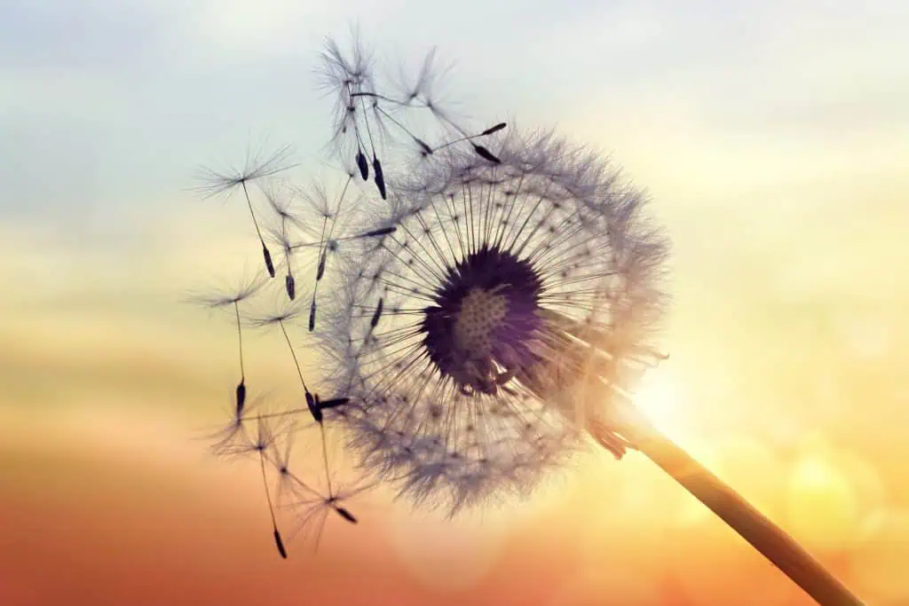Keep It Real Episode 21: Natural Remedies To Help Allergies