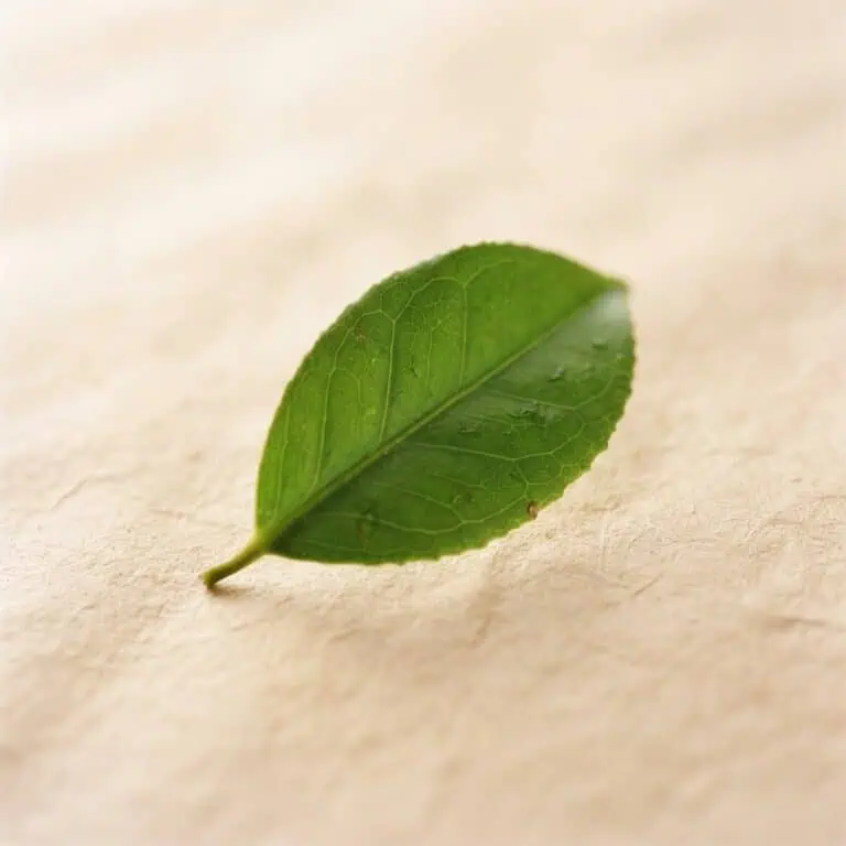 Vegetarian Capsule