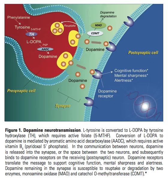 Dopamine Pathways