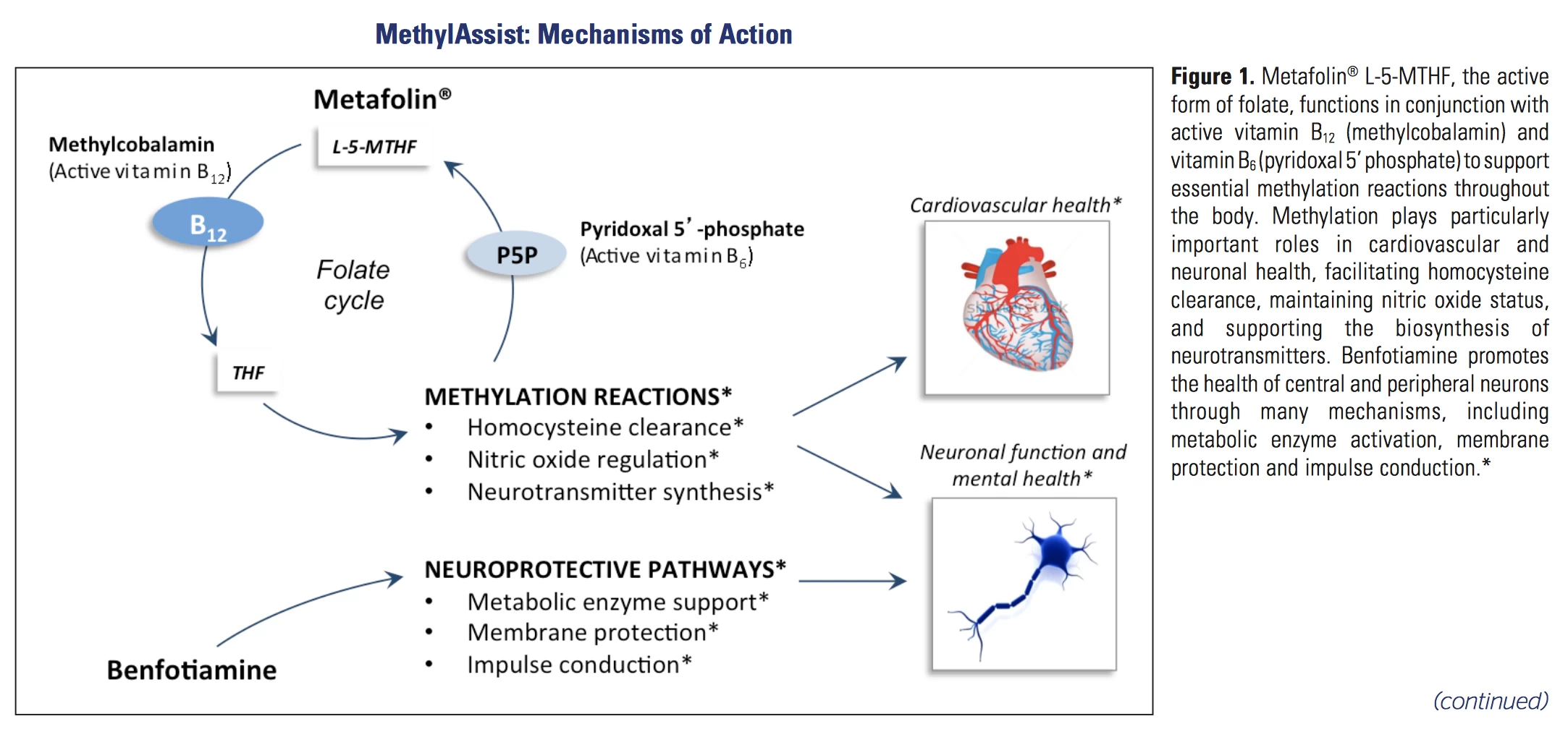 MethylAssist