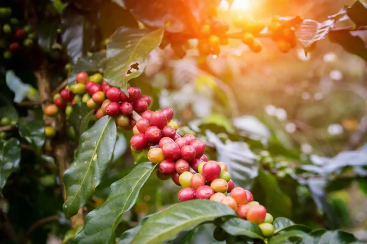 Coffeeberry – A Powerful Ingredient That Packs a Superfood Supercharge