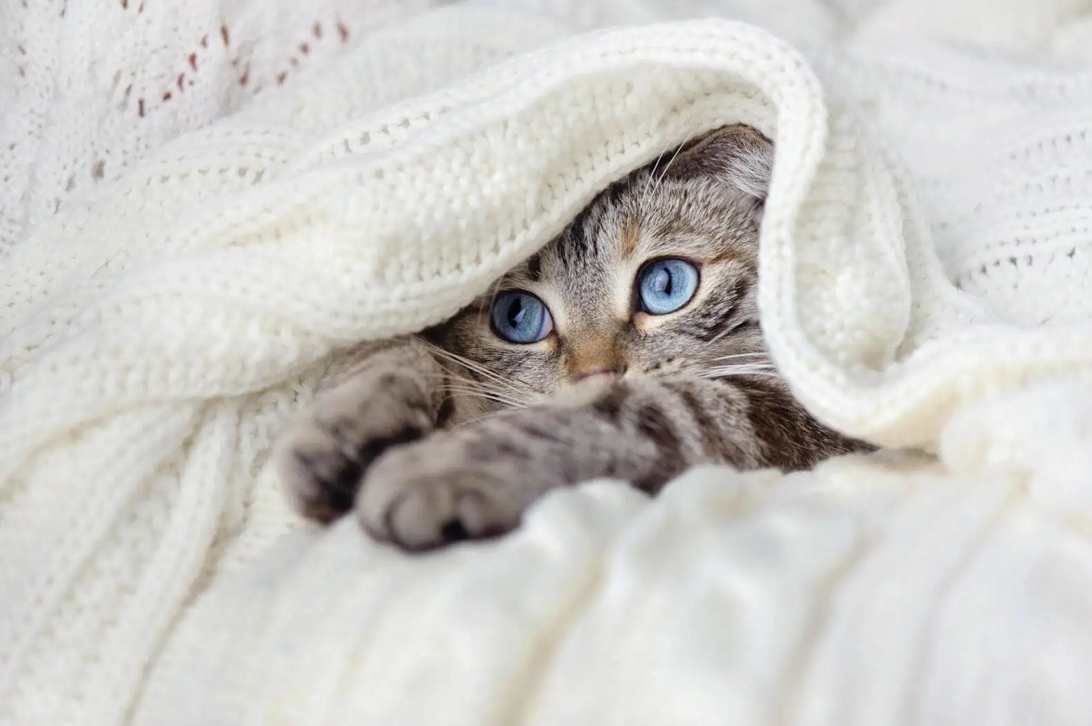 Winter Is Coming… Prepare Your Immune System