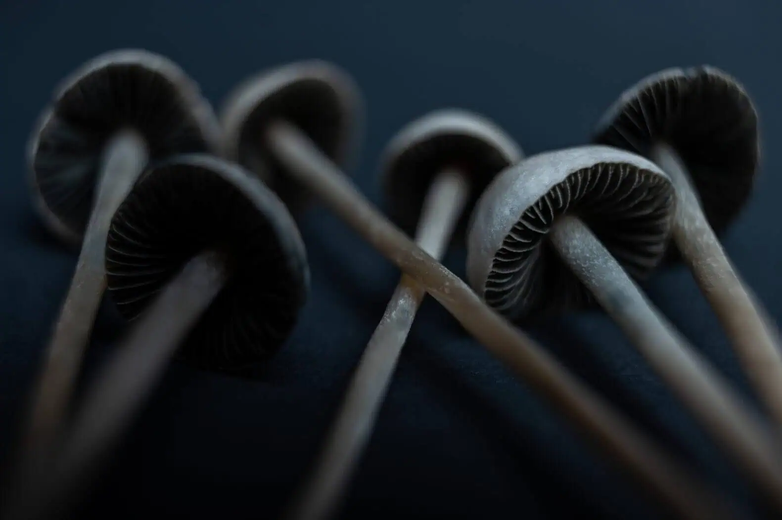 What is an Adaptogen? Exploring the Benefits of this Natural Remedy