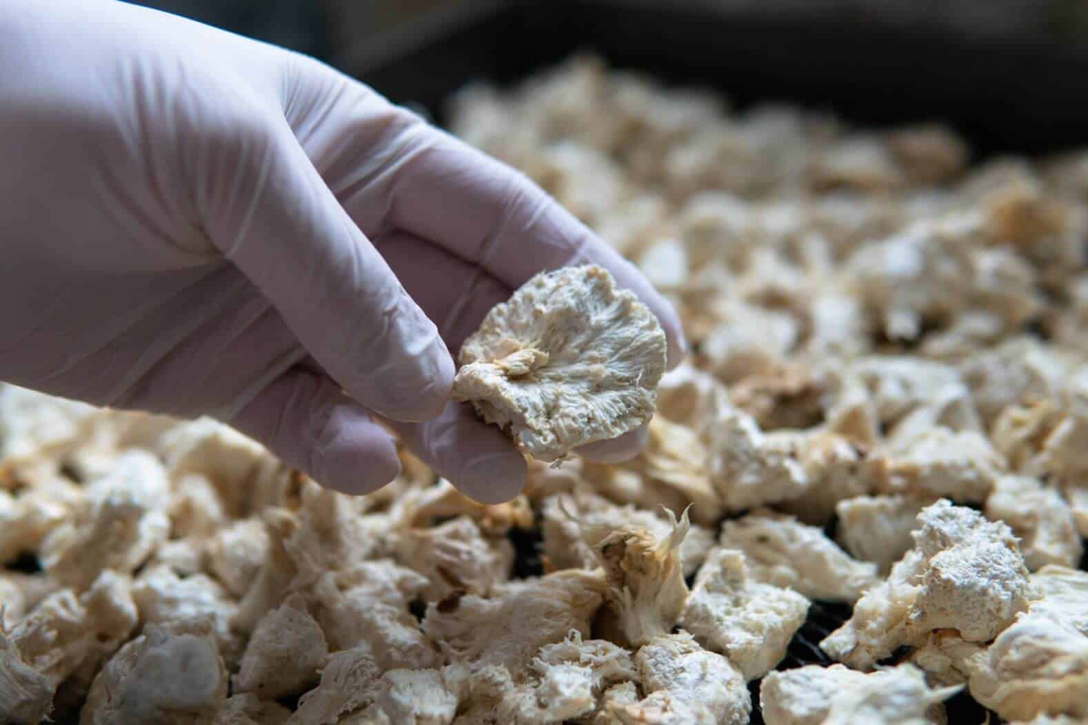 Lion’s Mane Mushroom: A Comprehensive Guide to the Health Benefits of This Superfood