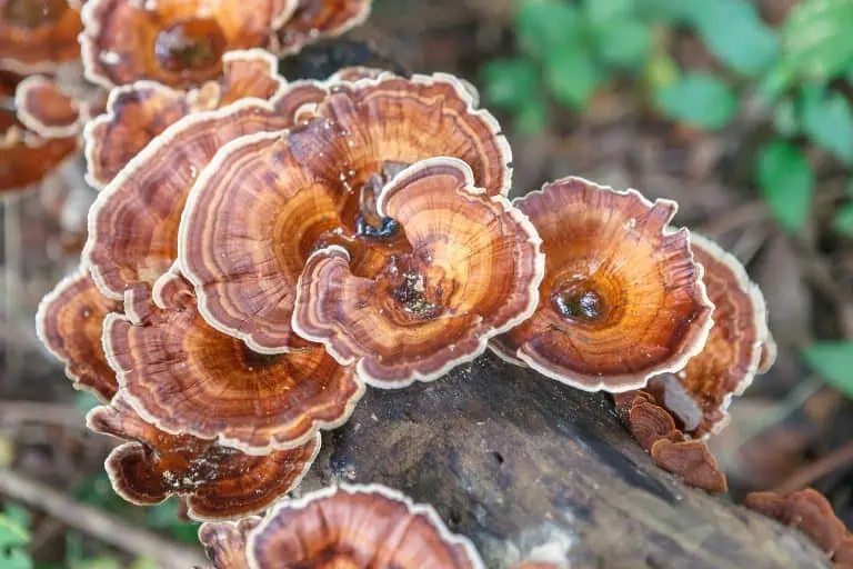 Reishi Mushroom: A Natural Remedy for Calming Effects Backed by Science