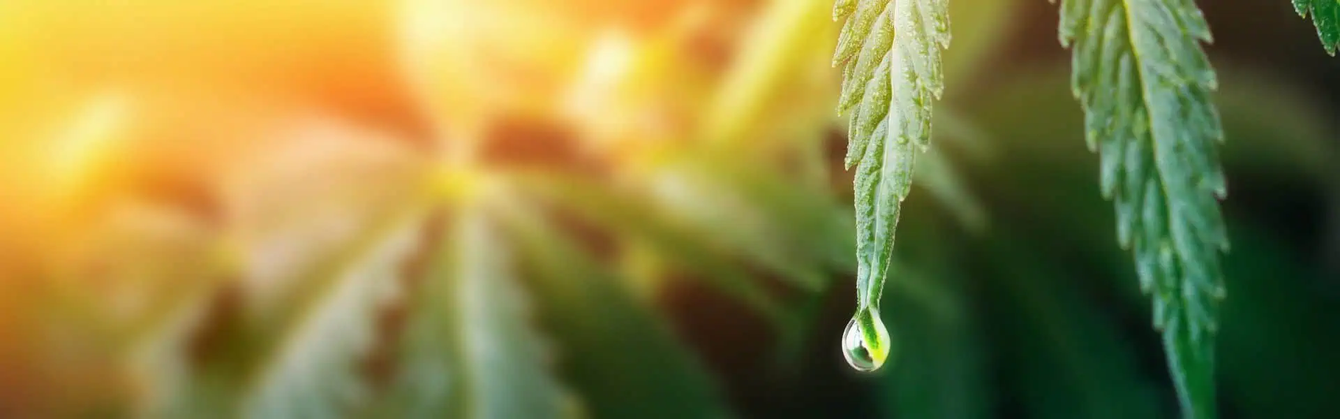 The Benefits of Botanical Extract