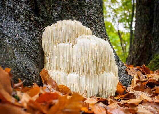 Organic Lion's Mane Mushroom in nature.