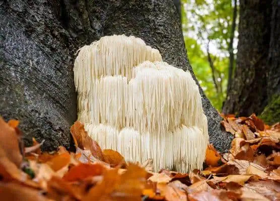 Organic Lion's Mane Mushroom in nature.