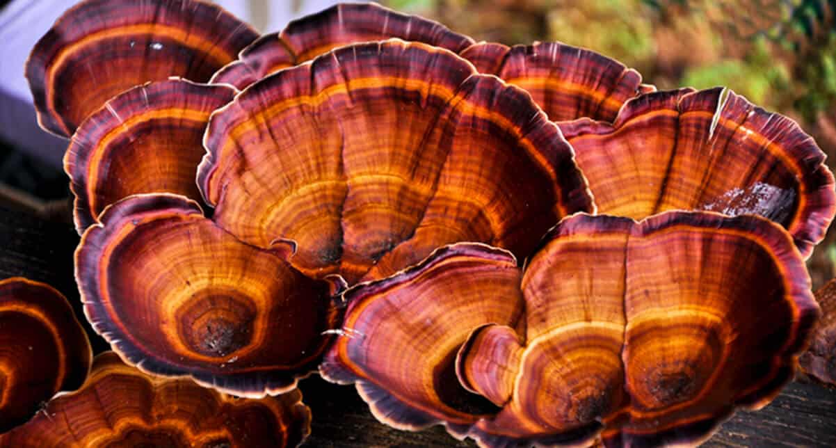Unlock the Power of Medicinal Mushrooms