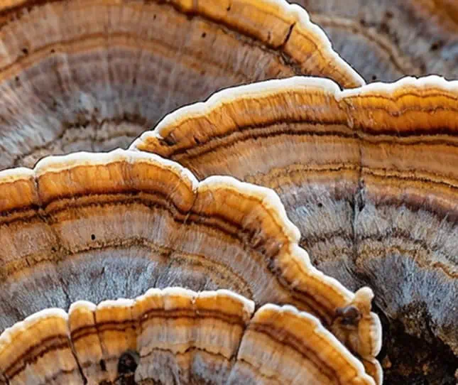 Support immune function, focus, energy, and stress resilience with powerful functional mushrooms like Lion’s Mane, Reishi, Chaga, and Cordyceps.