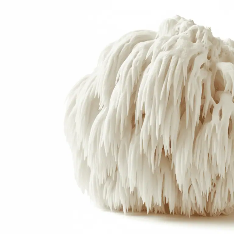 Lion's Mane
