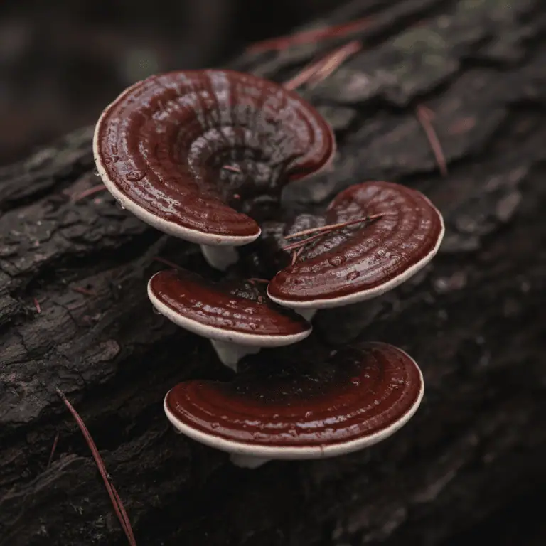 Reishi